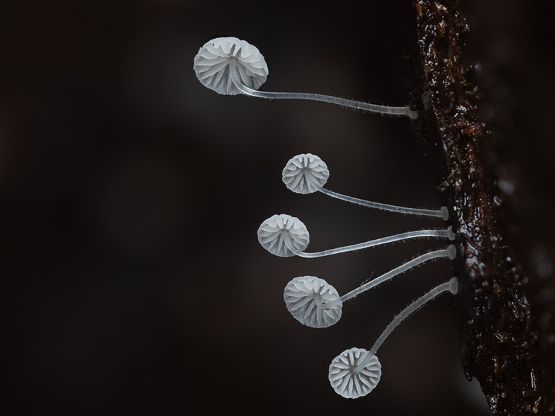 Mycena hawaiiensis